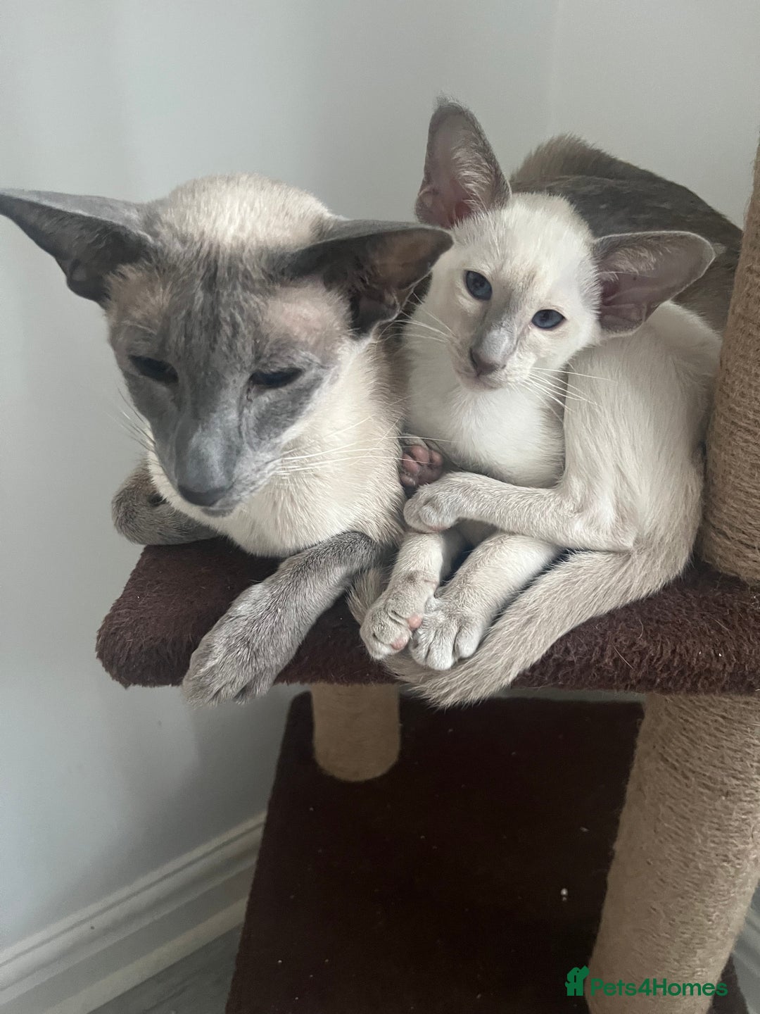 Siamese cats for sale: Gorgeous New Style Siamese Kittens - Image 21
