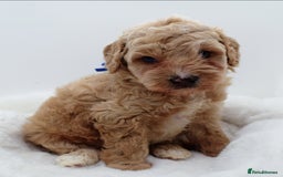 Cavapoo dogs for sale: Extensively health tested F1b teddy bear Cavapoos  - Advert 13