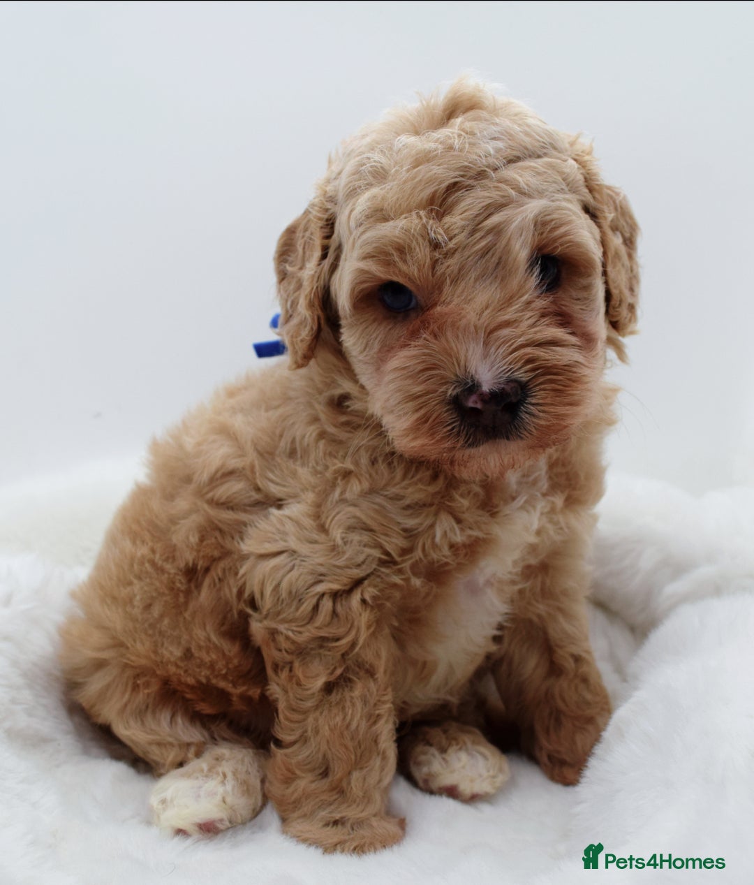 Cavapoo dogs for sale: Extensively health tested F1b teddy bear Cavapoos  - Advert 13
