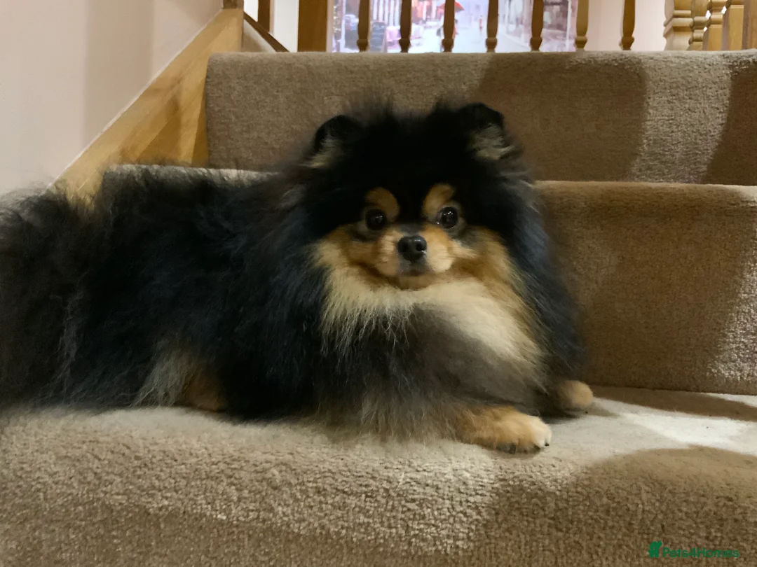 Pomeranian dogs for stud: Stunning Black and Tan for stud only in Lanark - Advert 4