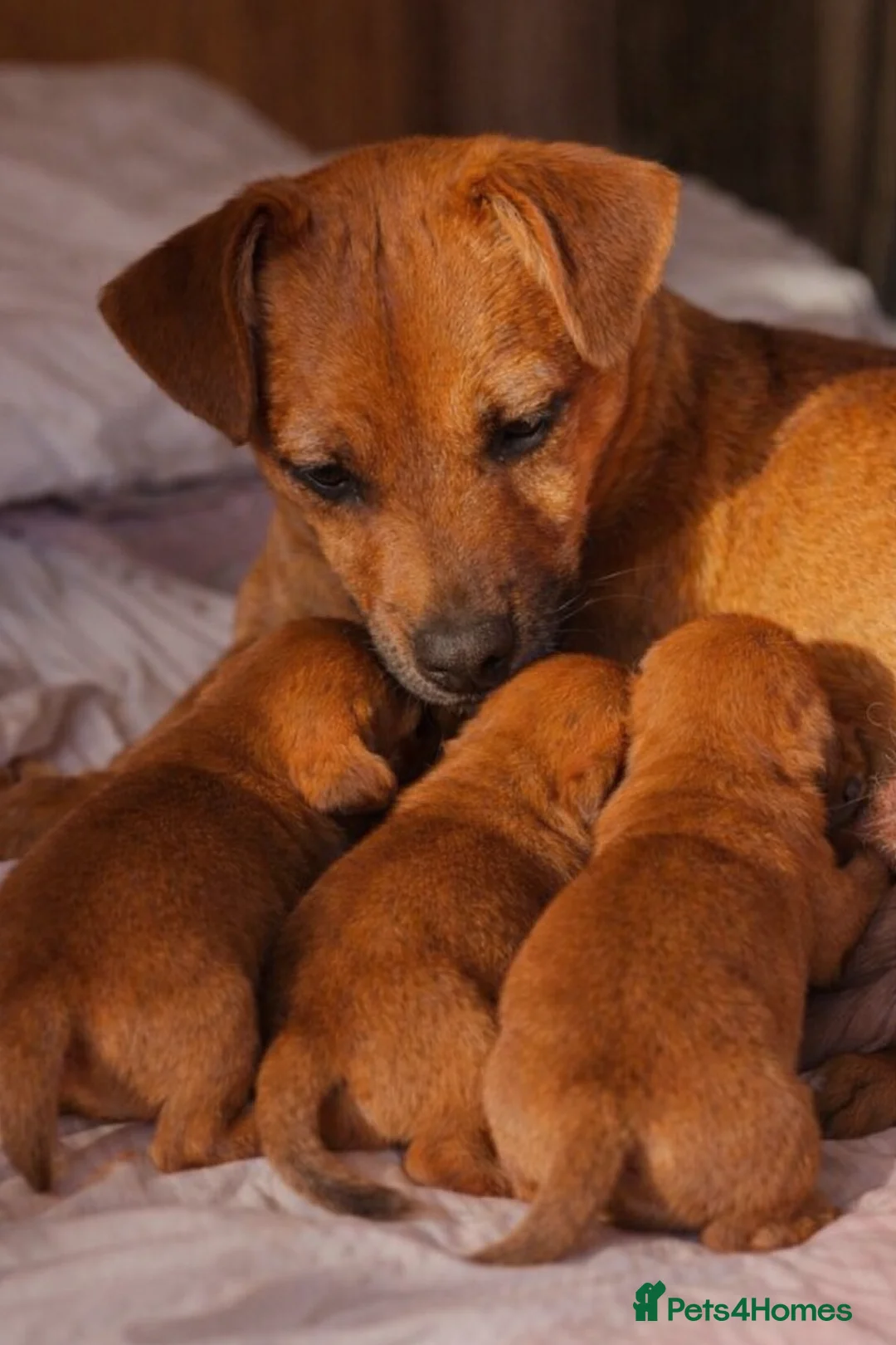 Jack Russell dogs for sale: Male Jack Russell Pup - Advert 3