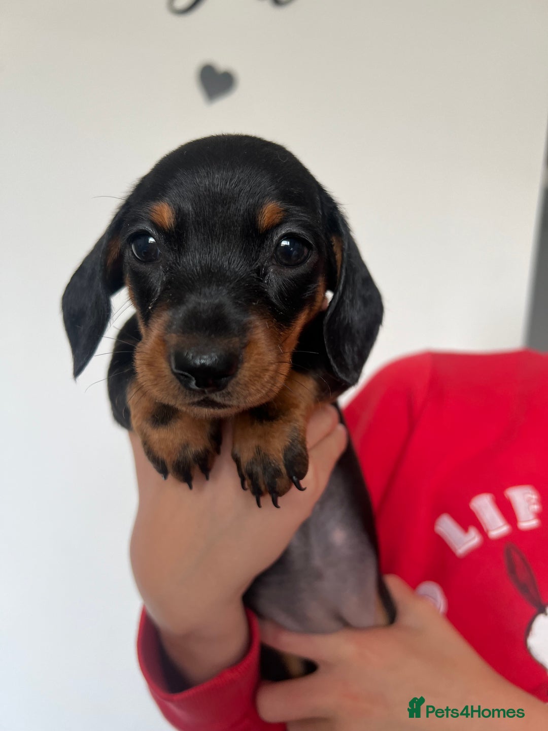 Miniature Dachshund dogs for sale: Just 1 left! KC registered miniature dachshund  - Image 19