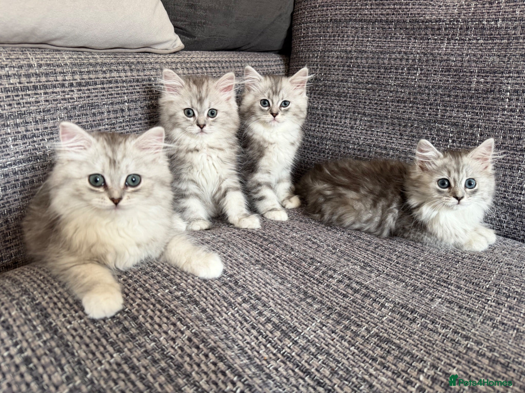 Mixed Breed cats Stunning Long Haired Chinchilla Ragdoll X Persian - Advert 1