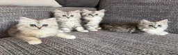 Mixed Breed cats for sale: Stunning Long Haired Chinchilla Ragdoll X Persian - Advert 1
