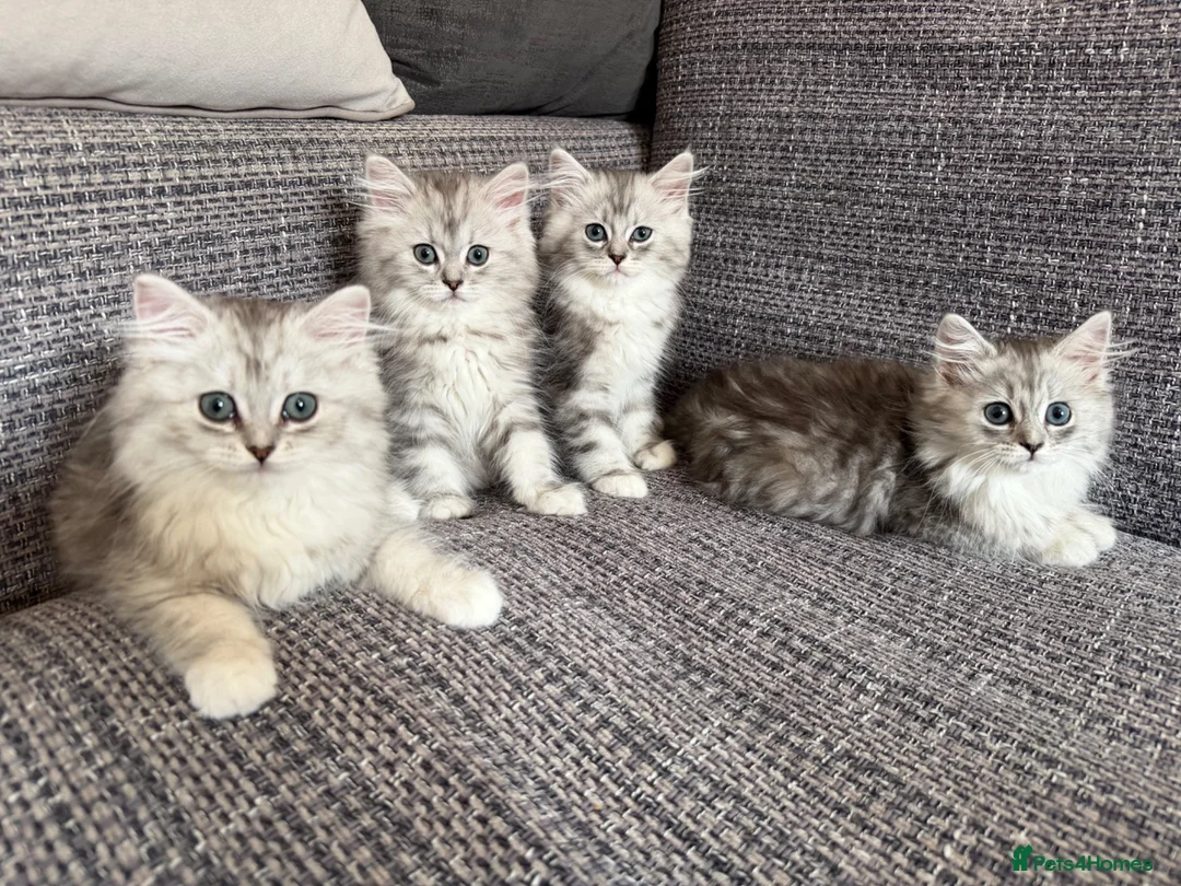 Mixed Breed cats for sale: Stunning Long Haired Chinchilla Ragdoll X Persian - Advert 1
