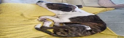 Mixed Breed dogs for sale: American Bull Terrier x Lurcher in Nottingham - Advert 4