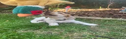 Cocker Spaniel dogs for sale: Ready tomorrow ! Gorgeous cocker spaniel puppies  - Advert 1