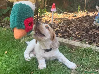 Cocker Spaniel dogs Collect this weekend! cocker spaniel puppies - Advert 2