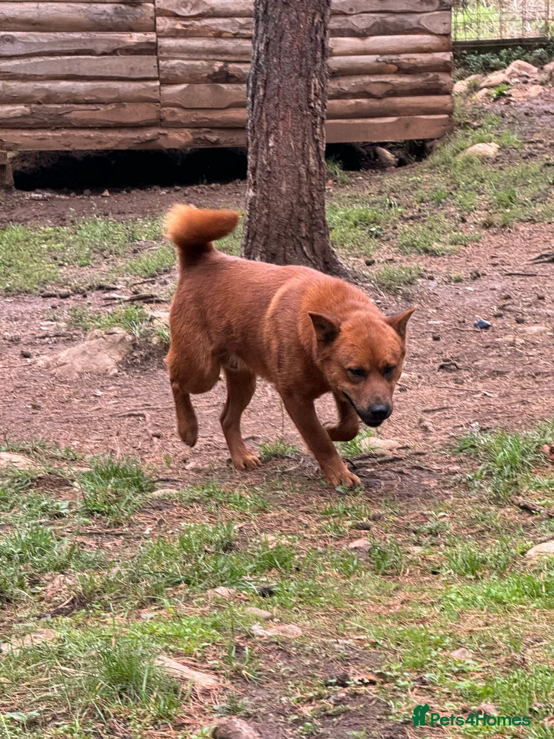 Chow Chow dogs for adoption: Aki   in Ashford - Advert 4
