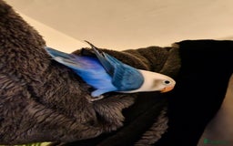 Lovebirds birds for sale: Hand Reared LOVEBIRD and cage with accessories  - Image 3
