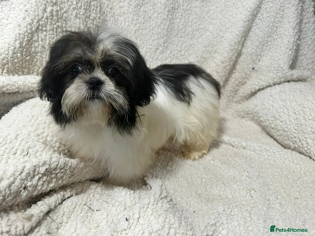Shih Tzu dogs for sale: 4 Shih Tzu bitches - Advert 12