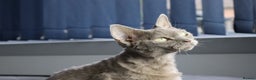 Devon Rex cats for sale: Devon Rex beautiful and healthy girl 2 years old  - Advert 11
