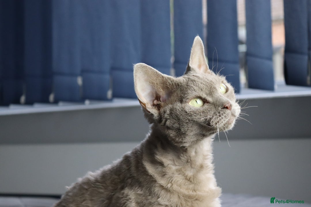 Devon Rex cats for sale: Devon Rex beautiful and healthy girl 2 years old  - Advert 11