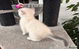 Selkirk Rex cats for sale: Selkirk rex kittens 😻 - Image 7