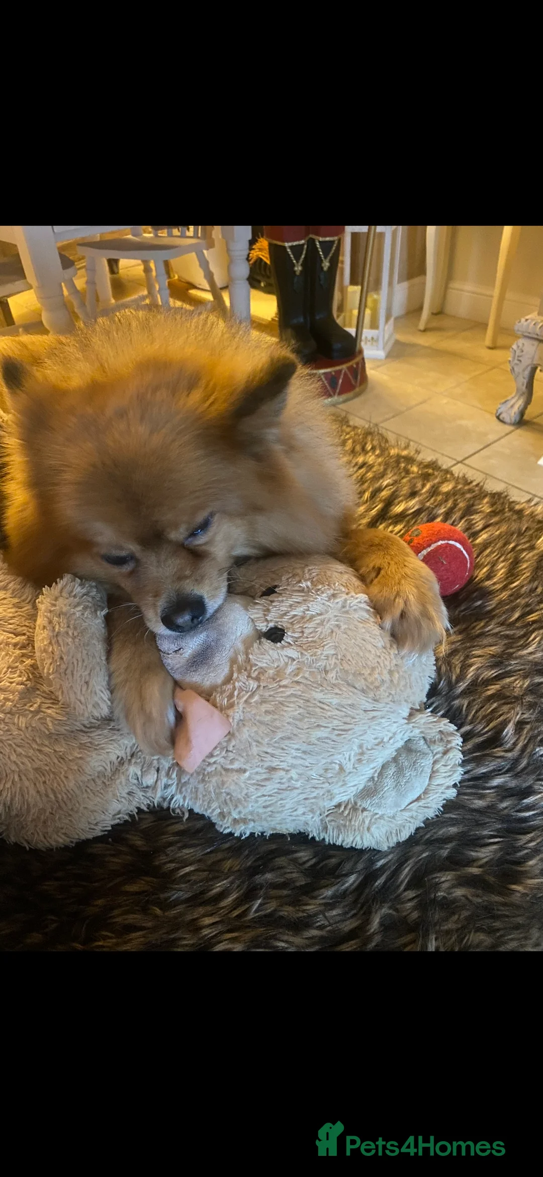 Pomeranian dogs for sale: Home urgently needed for my beautiful Pomeranian  - Advert 4