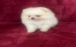 Pomeranian dogs for sale: 3 tiny girls ready now*price reduced £2000 - Advert 24
