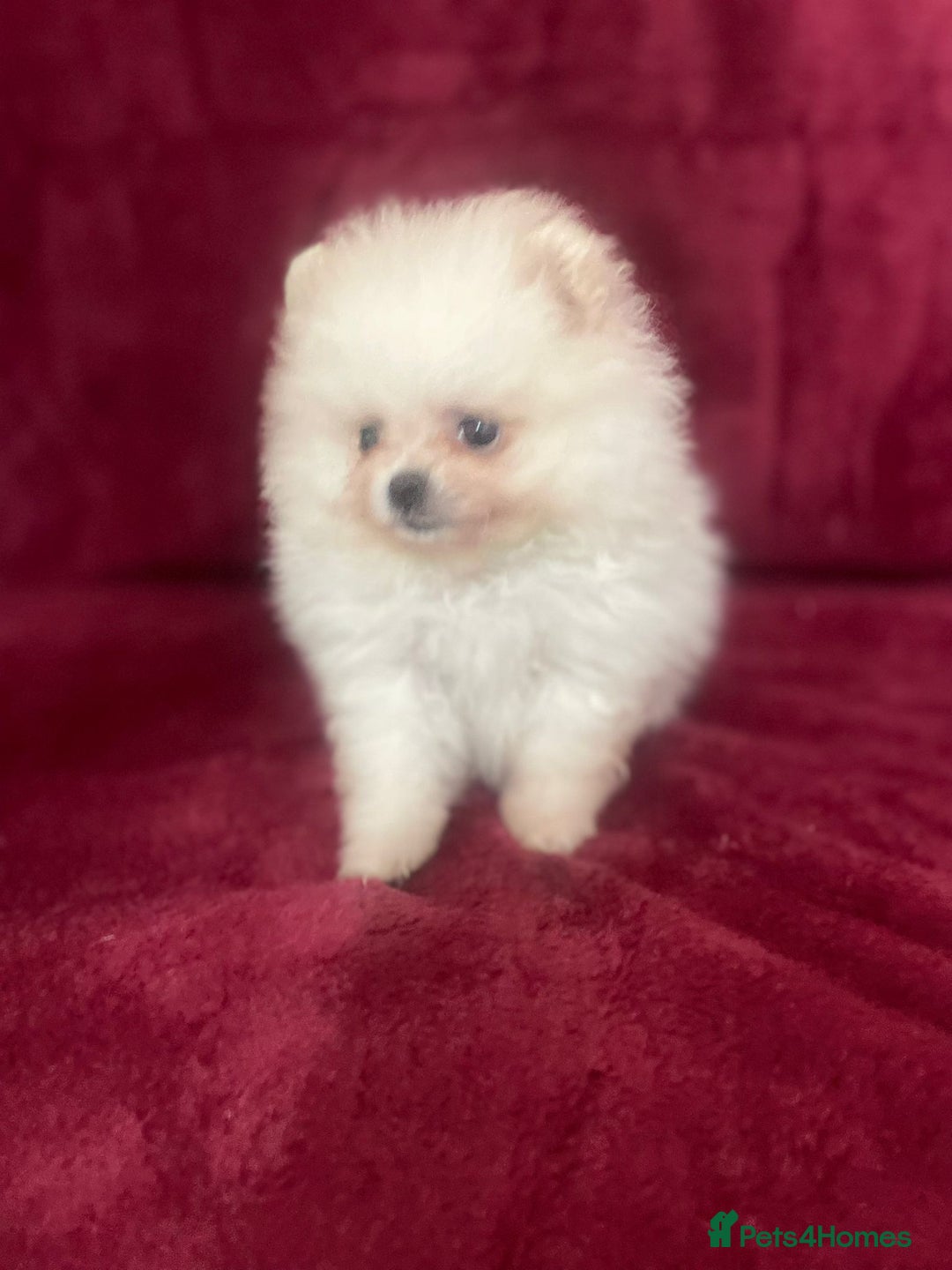 Pomeranian dogs for sale: 3 tiny girls ready now*price reduced £2000 - Advert 24