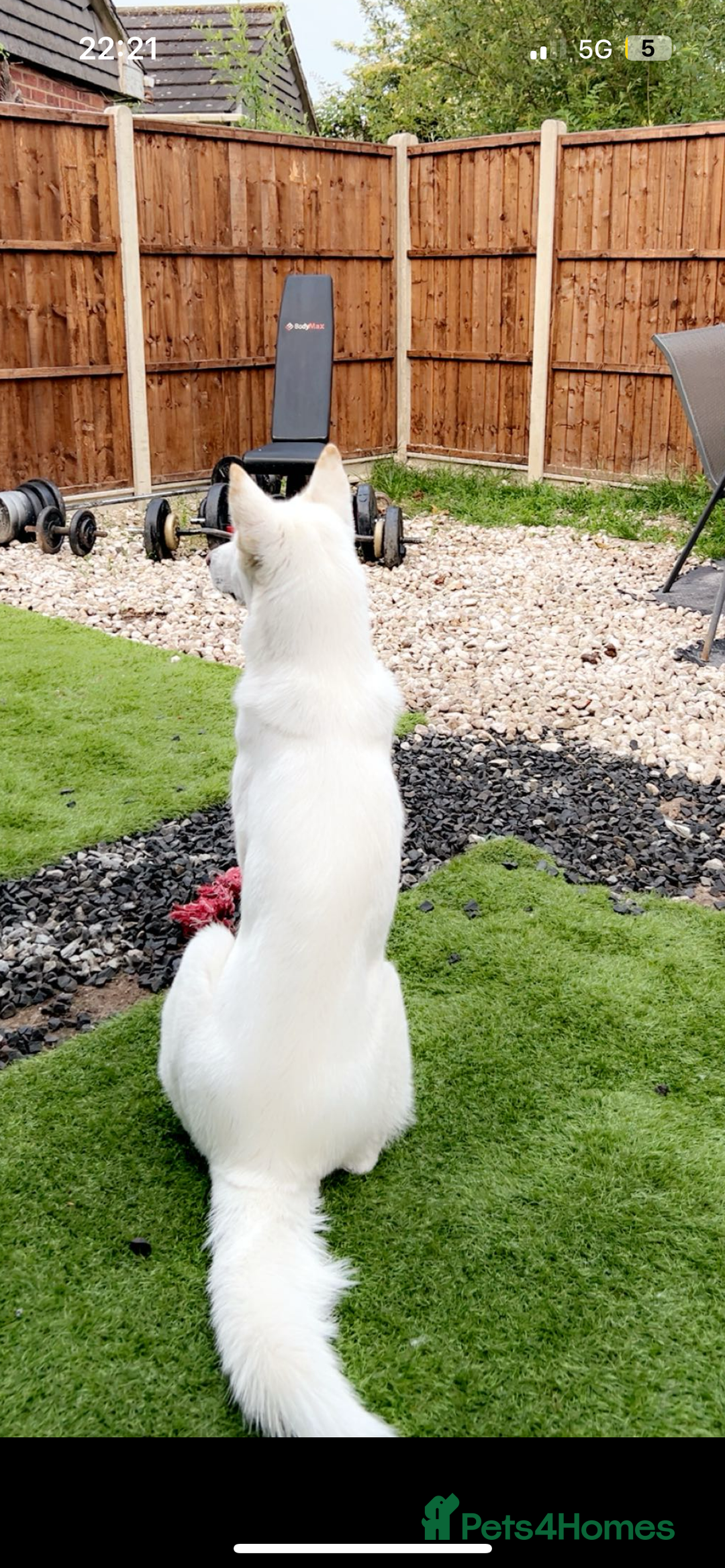 Siberian Husky dogs for sale: Beautiful puppy husky’s 😍 - Image 2