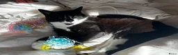 British Shorthair cats for sale: 2 cats looking for forever home in Salisbury - Advert 13