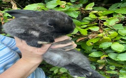 Mini Lop rabbits for sale: Pure Bred Mini Lop Bunnies  - Image 4