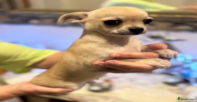 Chihuahua dogs - Advert 5