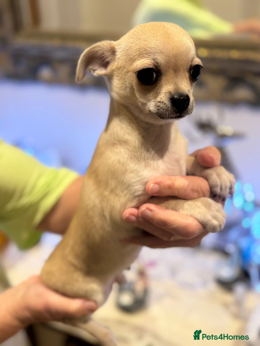 Chihuahua dogs for sale: 2 male Chihuahuas - Image 2