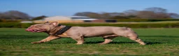 French Bulldog dogs for stud: SIMBA - Show Quality New Shade - STUD in Chessington - Advert 2