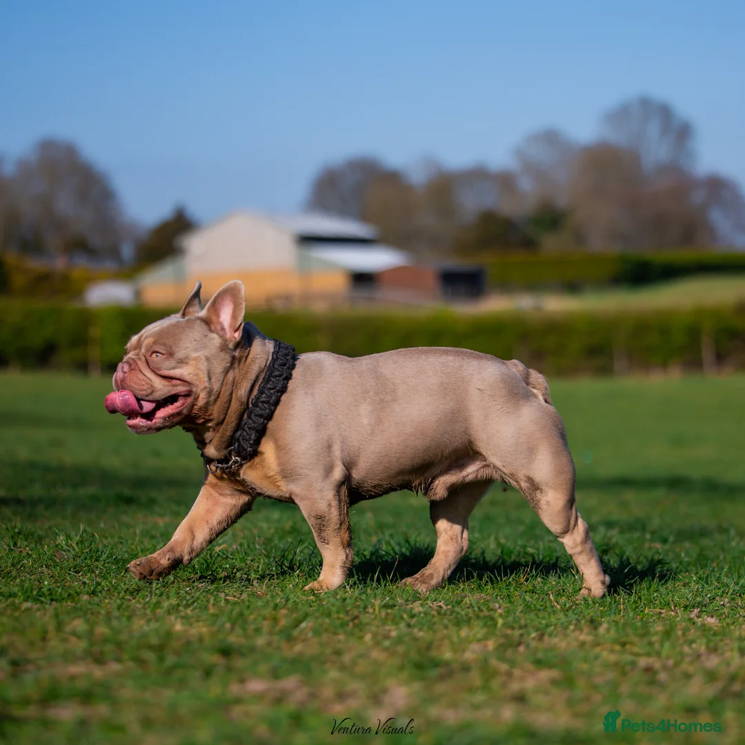 French Bulldog dogs for stud: SIMBA - Show Quality New Shade - STUD in Chessington - Advert 2