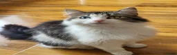 Mixed Breed cats for sale: 11 weeks old beautiful kittens looking for new - Advert 3
