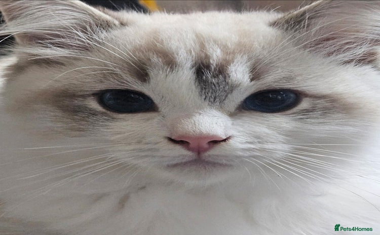 Ragdoll cats - Advert 3