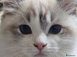 Ragdoll cats - Advert 31