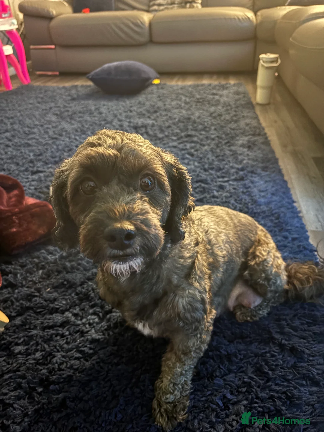 Shihpoo dogs for sale: ✨ REDUCED PRICE. Last Shihpoo Puppy Left  ✨ - Advert 10