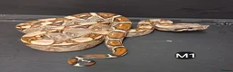 Boa Snake reptiles for sale: Boa constrictors Het IMG-BEA-Anery - Advert 5