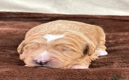 Double Doodle dogs for sale: Stunning Double Doodle Puppies  - Image 8
