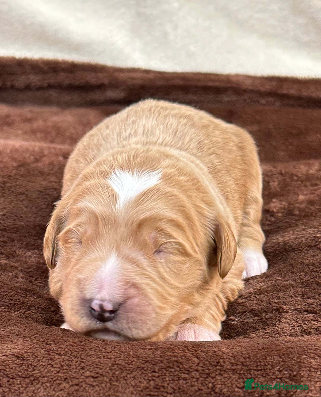 Double Doodle dogs for sale: Stunning Double Doodle Puppies  - Image 8