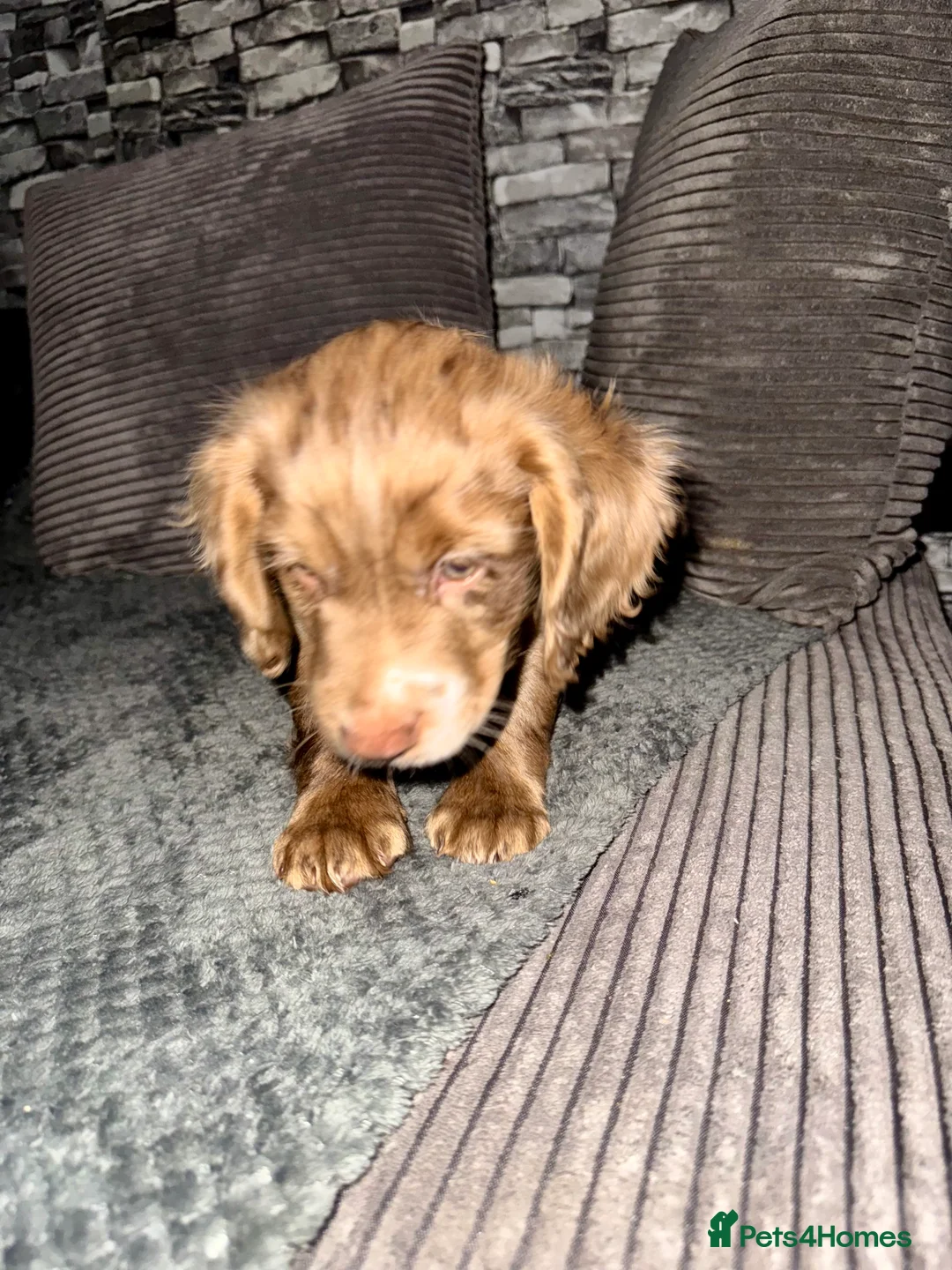 Cocker Spaniel dogs for sale: 💙1 BOY ABSOLUTELY STUNNING STUD LEFT💙  - Advert 4