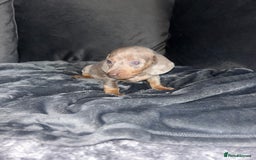 Dachshund dogs for sale: KC miniature dachshunds  in Middlesbrough - Image 12