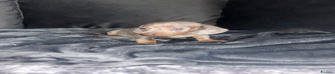 Puppy 2
