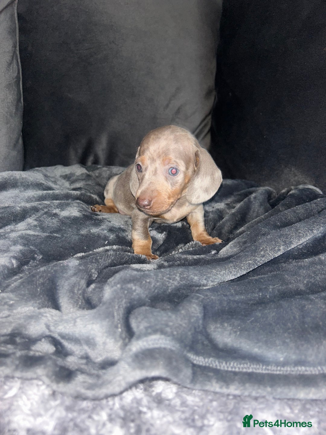 Dachshund dogs for sale: KC miniature dachshunds  in Middlesbrough - Image 12