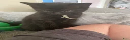 Mixed Breed cats for sale: Delta  in Plymouth - Advert 36
