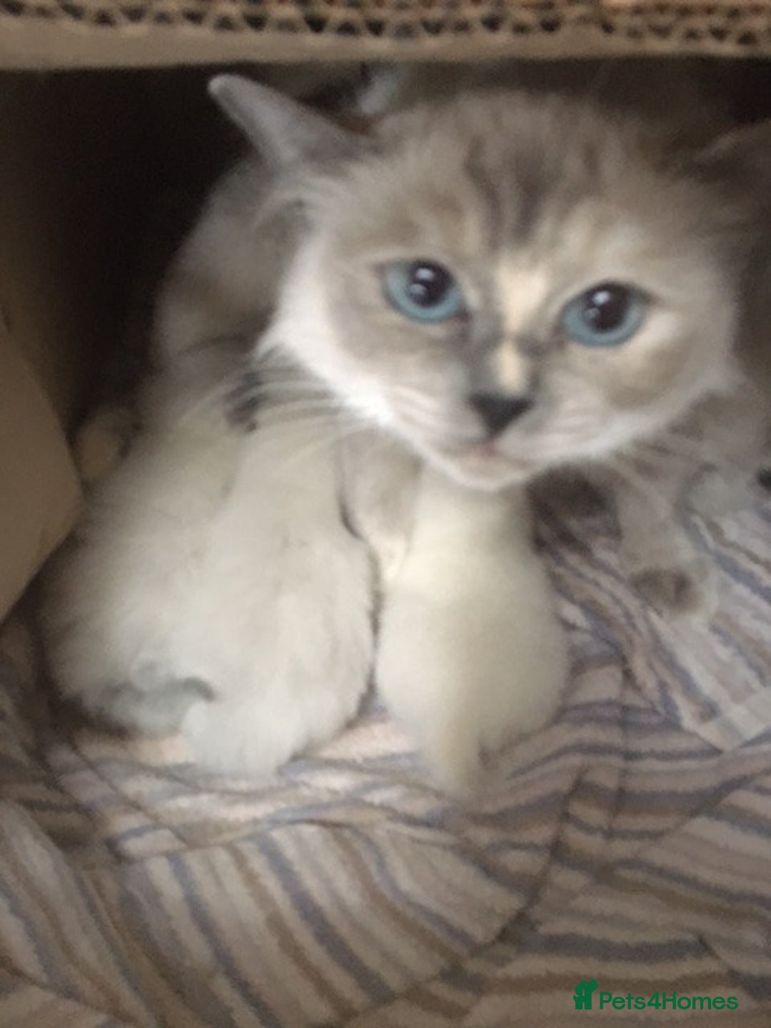 Ragdoll cats for sale: Purebred Ragdoll Kittens HCM PKD  clear - Advert 7