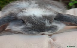 French Lop rabbits for sale: Pure bred french lop babies - Image 2