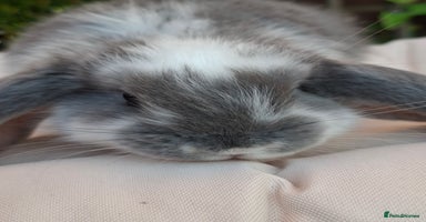 French Lop rabbits - Advert 6