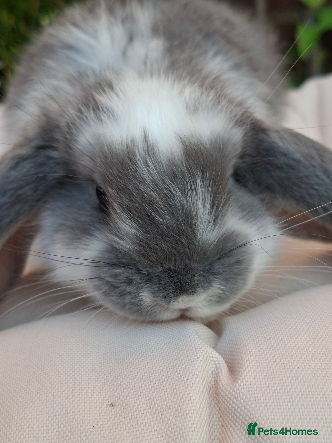 French Lop rabbits for sale: Pure bred french lop babies - Image 2