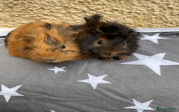 Guinea Pig rodents for sale: 2 girl pairs - Image 5