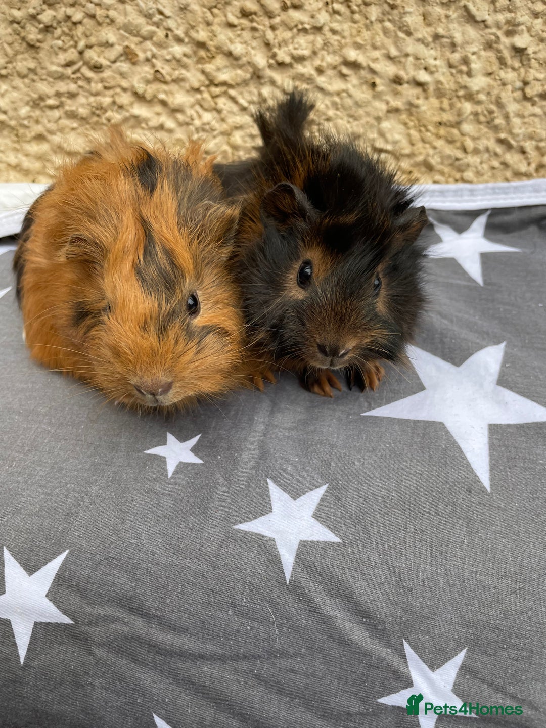Guinea Pig rodents for sale: 2 girl pairs - Image 5