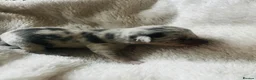 Pomchi dogs for sale: Pomchi girls and boys  - Advert 9