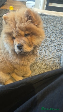 Chow Chow dogs - Advert 11