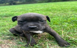 Staffordshire Bull Terrier dogs for sale: Beautiful kc reg.red brindle & white puppies - Image 9