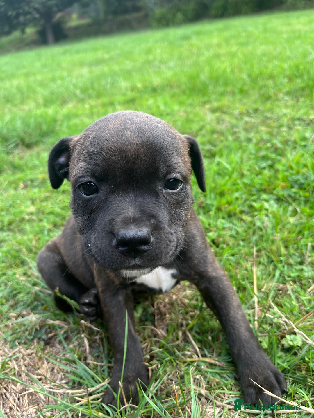 Staffordshire Bull Terrier dogs for sale: Beautiful kc reg.red brindle & white puppies - Image 9
